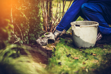 Transplanting flowers and plants. The concept of working in the garden, caring for the garden. Transplanting flowers and caring for plants to grow. Beautiful garden. Digging out ground and soil.