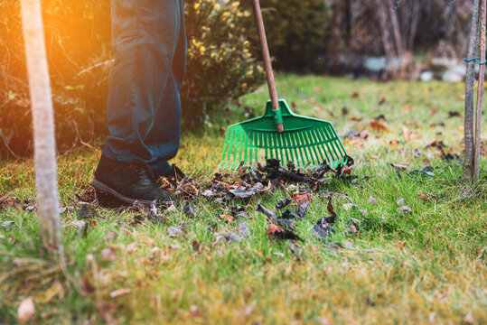 Raking leaves. The man is raking leaves with a rake. The concept of preparing the garden for winter, spring. Taking care of the garden.