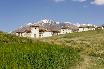 Old white traditional houses set in green fields with Himalayan mountains at the back in the village of Kargyak in Zanskar.