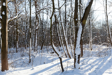 trees growing in the park covered with snow and ice