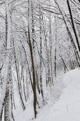 trees growing in the park covered with snow and ice