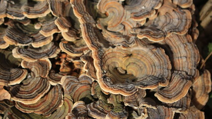 mushrooms on a tree