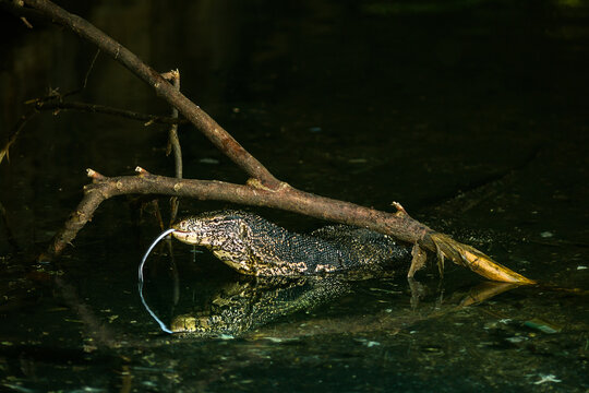 Big monitor lizard in water