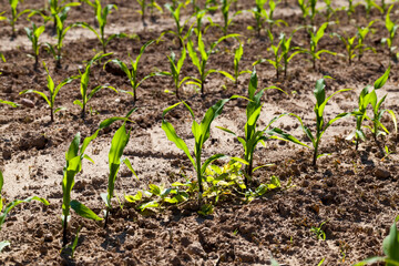 green young corn on an agricultural field in the spring season