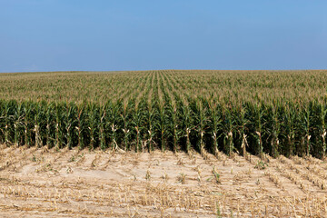 Obraz premium an agricultural field where corn is harvested to feed