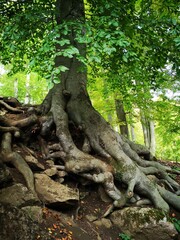Impressionen Kurpark Bad Liebenstein