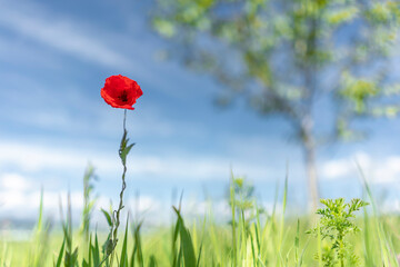 Red remembrance poppy and tree against clear blue spring sky.