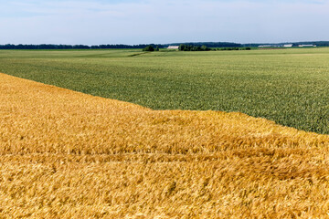 mixed agricultural field with different cereals
