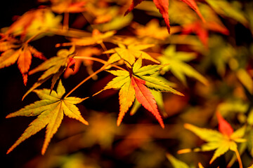 永観堂の紅葉　夜間特別拝観