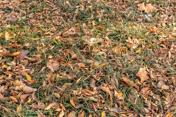 Fallen leaves on grass in winter park