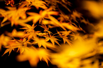 永観堂の紅葉　夜間特別拝観