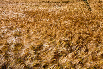 farming for growing rye and harvesting cereals