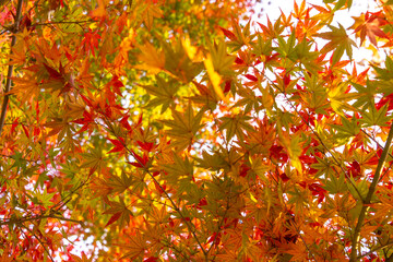 Park maple forest scenery