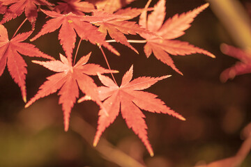 永観堂の紅葉　夜間特別拝観