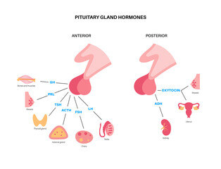 Obraz premium Pituitary gland hormones