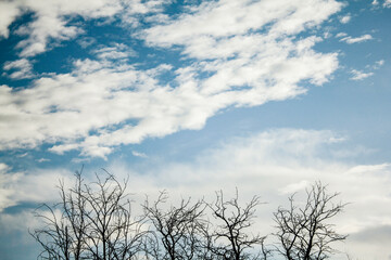 Ground view of a leafless tree against the sky.