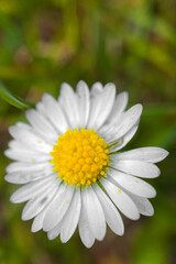 Obraz premium daisy flower