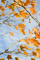 Beautiful autumn leaves background. Dry leaves background in autumn.