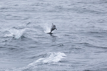 Fototapeta premium Common dolphins jumping on the waves. Sea of Okhotsk