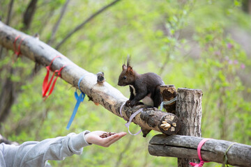 Black squirrel takes nuts from a child's hand