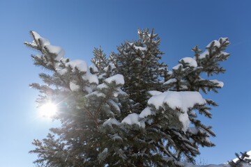 Winter mountain forest. wonderful landscape