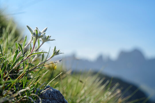 Edelweiss flowers (Leontopodium nivale) growing outdoors