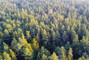 Aerial view of the winter forest. Green conifers