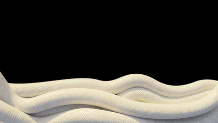 albino snakes isolated on black background