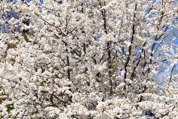 spring season in the orchard with fruit trees