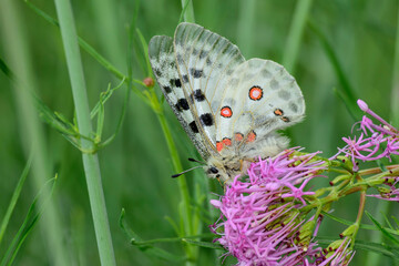 Mountain Apollo (Parnassius apollo) perching on blooming wildflower