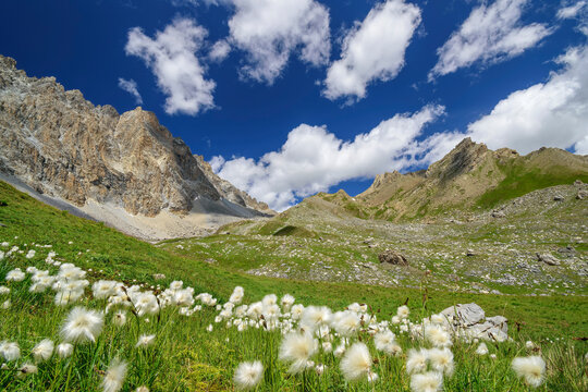 Springtime meadow in Maira Valley