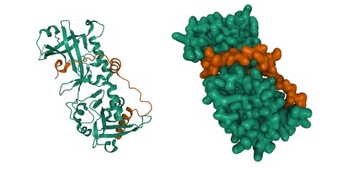 Crystal structure of human shelterin proteins POT1 (green) and TPP1 (brown) heterodimer. 3D cartoon and Gaussian surface models, PDB 5h65, white background.