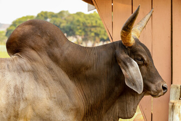 The Guzerá or Guzerat is a Brazilian breed of domestic cattle. It derives from cross-breeding of...