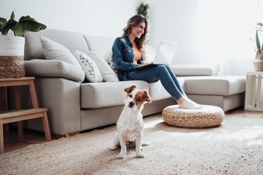 Jack Russell Terrier With businesswoman working in background at home