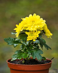 Gelbe Topfblume im Regen