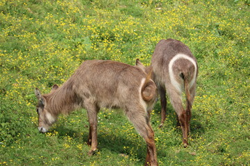 beautiful wild animals boiling horns safari antelopes gazelles