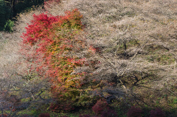 四季桜と紅葉の競演