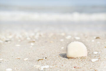 Fototapeta na wymiar Close-up view, Seashells on a clean white beach.