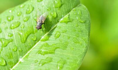 Close-up of fly with water droplets on leaf.