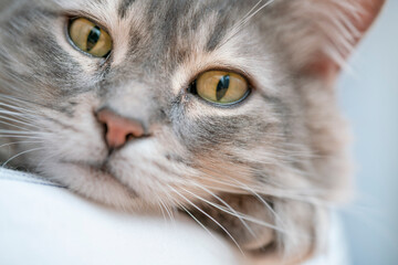 closeup face of a tabby cat. portrait of domestic animal with focus on eyes