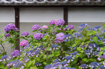 Fototapeta na wymiar 白壁と紫陽花
