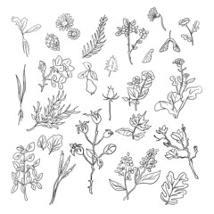 Hand drawn plants elements - isolated flowers, leaves, herbs - for decoration prints, labels, patterns. Coloring book.