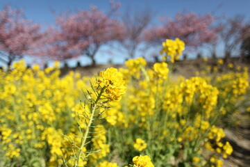 河津桜と菜の花
