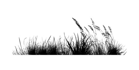 Silhouette of black grass. Vector illustration