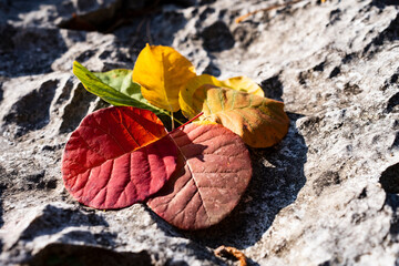 Spectrum of autumn colors on fallen leaves lying on stone surface