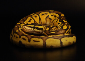 The King python (python regius), morph Enchi Bongo Pastel.