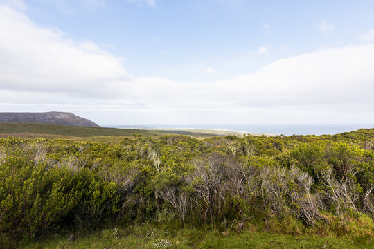 Groot Bos, a nature reserve near the coast of the Western Cape