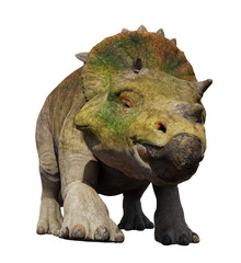 Triceratops horridus hatchling, dinosaur isolated on white background