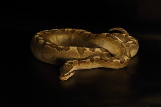 The King python (python regius), morph Aquilla Bamboo Enchi.