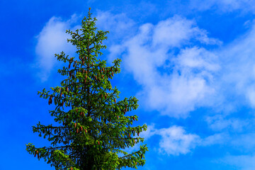 Green spruce with cones against the blue, cloudy sky